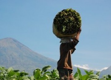 Petani tembakau sedang membawa hasil panen tembakaunya.