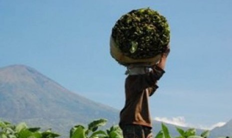 Petani tembakau sedang membawa hasil panen tembakaunya.