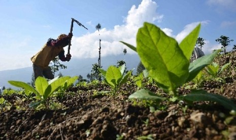  Petani tembakau sedang menanam bibit tembakau, sebagian besar warga temanggung berprofesi sebagai petani Tembakau. Petani Tembakau