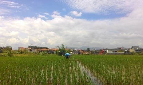 Petani tengah mengurus sawah garapannya di Citeureup, Cimahi Utara