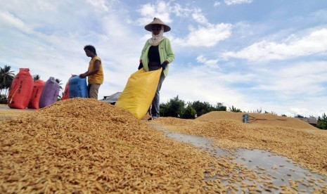  petani tengah menjemur gabah keringnya.