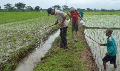 Petani usir hama tikus (ilustrasi). Petani di Kabupaten OKU, Sumatra Selatan merugi akibat serangan hama tikus.