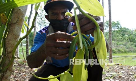 Petani vanili membudidayakan tanaman vanili di Apui, Kecamatan Alor Selatan, Kabupaten Alor, NTT, Senin (20/9/2021). Vanili Alor kini tengah dipersiapkan oleh Kanwil Kementerian Hukum dan HAM untuk tembus pasar Uni Eropa setelah memiliki Indikasi Geografis (IG).