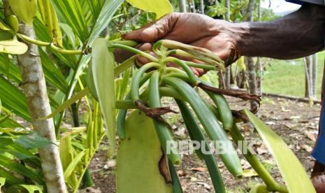 Petani vanili menunjukkan tanaman vanili  (ilustrasi) 