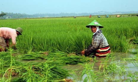 Petani warga Kampung Munjul, Ds Mekarmulya, Kec. Cimarga, Kab. Lebak, mencabut benih unggul 