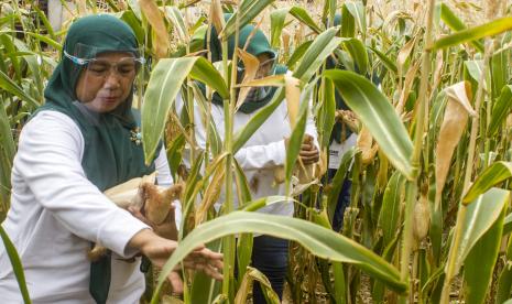 Petani yang tergabung dalam Kelompok Tani Wanita (KWT) Bina Tani Lestari memanen tanaman jagung pulut atau ketan di Hibar Eco Village, Desa Malangnengah, Purwakarta, Jawa Barat, Jumat (11/9/2020). Kelompok Tani Wanita (KWT) Bina Tani Lestari menerapkan konsep desa ketahanan pangan mandiri dengan bercocok tanam di lahan perkotaan atau urban farming untuk meningkatkan kesejahteraan masyarakat melalui hasil panen dan menjaga kelestarian lingkungan.