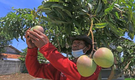 Petani yang tergabung dalam kelompok tani Wong Tanggul Ceblok (WTC) memanen buah mangga jenis Agrimania di desa Singajaya, Indramayu, Jawa Barat, Kamis (2/12/2021). Kelompok tani tersebut membudidayakan mangga varietas unggulan jenis Agrimania yang kian diminati dan dijual seharga Rp80 ribu per kilogram