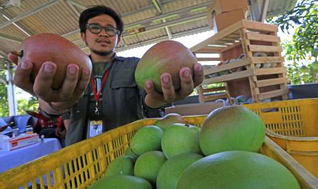 Mangga Agrimania (ilustrasi). Pertamina Balongan panen mangga Agrimania.