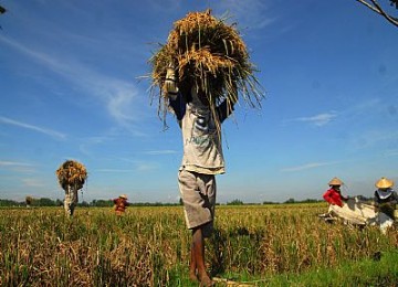 Petani