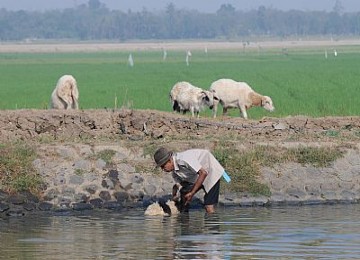 Petani Indonesia terus mengalami banyak kesulitan