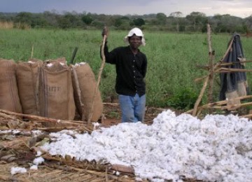 Petani kapas Mozambik