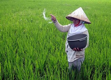 Petani memupuk sawah