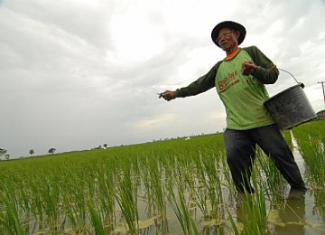 Petani memupuk sawah