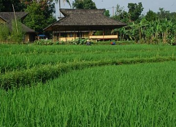 Petani memupuk sawah