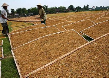 Petani menjemur tembakau