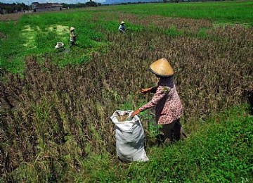 Petani menyemprot anti hama