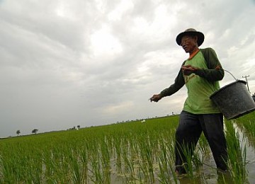 Petani sedang memupuk sawah