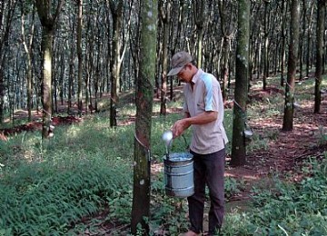 Petani sedang menyadap karet