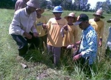 Petani secara swadaya melakukan pembasmian hama tikus (ilustrasi).