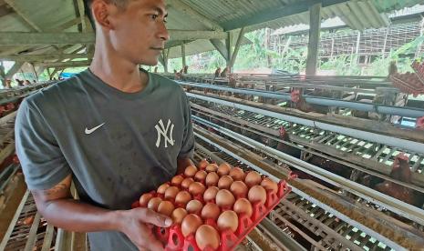  Peternak ayam petelur di Dusun Gebug, Desa Kalisidi, Kecamatan Ungaran Barat, Kabupaten Semarang, sedang beraktivitas di dalam kandang battery atau kandang produksi ayam petelur yang dikelolanya.