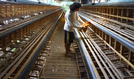 Peternak ayam petelur melakukan proses afkir (pemilihan ayam petelur yang sudah tidak produktif lagi) lebih awal di sebuah peternakan di Wonokoyo, Malang, Jawa Timur, Selasa (21/9/2021). Tak kunjung naiknya harga telur ayam yang berada di kisaran Rp14.500 per kilogram dalam tiga bulan terakhir membuat peternak ayam petelur setempat terpaksa melakukan afkir lebih awal untuk mengurangi kerugian sekaligus mengurangi pembengkakan biaya pakan.