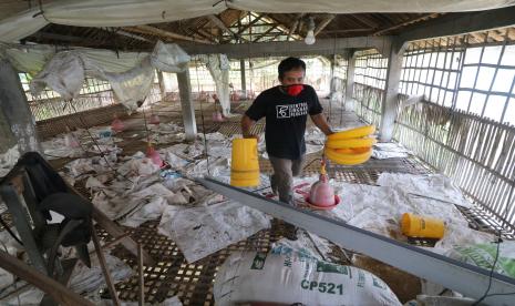 Kesal Harga Anjlok, Peternak Madiun Bagikan Ribuan Ekor Ayam. Peternak berada di kandang ayam yang sengaja dikosongkan karena merugi.