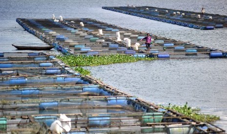 Peternak ikan membersihkan keramba jaring apung (KJA) di Danau Maninjau, Nagari Koto Malintang, Kabupaten Agam, Sumatra Barat.