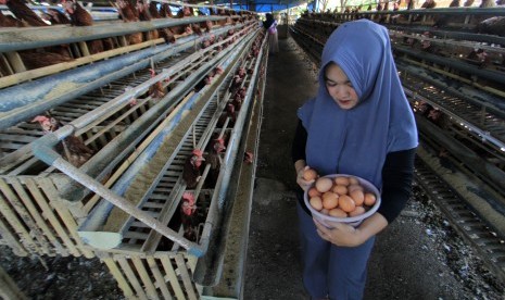 Peternak memanen telur ayam di desa Balongan, Indramayu, Jawa Barat, Sabtu (14/7). 