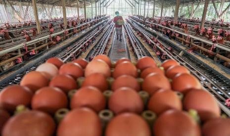 Peternak memanen telur ayam di salah satu peternakan di kawasan Cibinong, Kabupaten Bogor, Jawa Barat, Senin (15/11). Kementerian Perdagangan (Kemendag) melakukan pemantauan perkembangan bahan pokok jelang Natal dan Tahun Baru (Nataru).