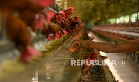 Peternak memanen telur ayam di salah satu peternakan. 