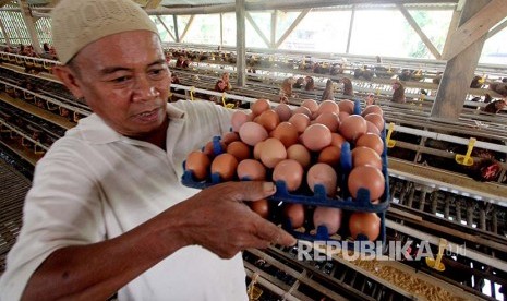 Peternak memanen telur ayam yang siap dijual di kawasan Cibinong, Bogor, Jawa Barat, Kamis (12/7).  Harga jual telur di tingkat konsumen dan sejumlah pasar tradisional naik, dari Rp23.000 per kilogram  menjadi Rp30. 000 karena naiknya harga pakan ternak serta minimnya bibit ayam petelur. 