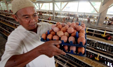 Peternak memanen telur ayam yang siap dijual di kawasan Cibinong, Bogor, Jawa Barat, Kamis (12/7). 