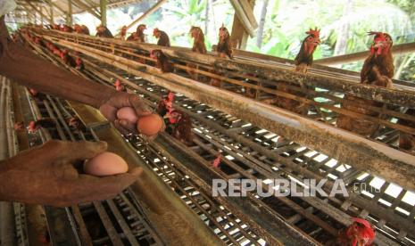 Peternak memanen telur di kawasan Kalimulya, Depok, Jawa Barat, Rabu (13/10). Bedasarkan catatan Pusat Informasi Harga Pangan Strategis rata-rata harga telur ayam ras secara nasional pada 8 Oktober 2021 seharga Rp23 ribu per kilogram atau turun 2,52 persen dibandingkan posisi sebulan sebelumnya.