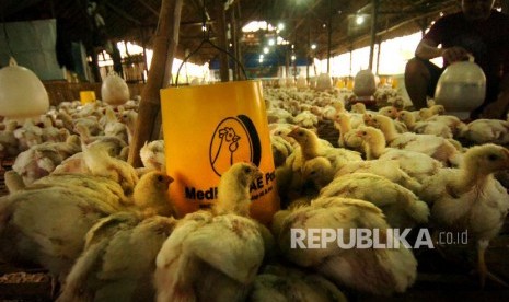 Peternak memberi air minum dan pakan di salahsatu peternakan ayam potong di Desa Bengle, Kabupaten Tegal, Jawa Tengah, Senin (8/7).