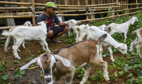 Peternak memberi makan anak kambing dari hasil persilangan (ilustrasi).