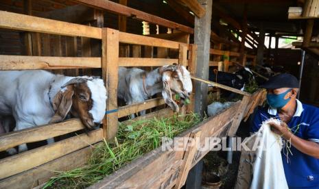 Ternak kambing (ilustrasi)