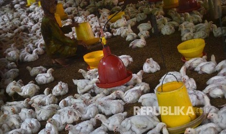 Peternak memberi pakan ayam potong berusia 28 hari, di Kampung Cisaga, Kabupaten Ciamis, Jawa Barat, Kamis (18/1). Harga ayam potong di tingkat peternak naik dari Rp17.000 menjadi Rp20.000 per kilogram, sedangkan harga jual di pasar tradisional mencapai Rp39.000 per kilogram. Kenaikan tersebut disebabkan harga Day old chicken (DOC) saat ini mencapai Rp5.700 per ekor, ditambah harga pakan menjadi Rp7.625 per kilogram. 