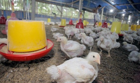 Peternak memberi pakan di salah satu peternakan ayam pedaging (Broiler) di Blitar, jawa Timur, Jumat (8/3/2019). 