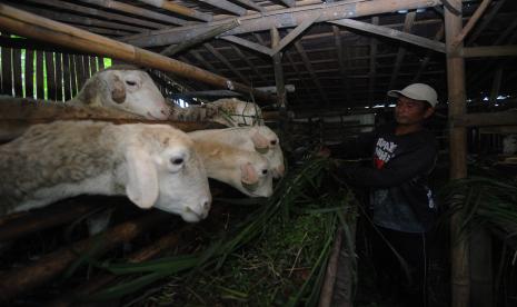 Peternak memberi pakan hewan ternak kambingnya di Sidorejo, Kemalang, Klaten, Jawa Tengah, Kamis (12/5/2022). Dinas Ketahanan Pangan dan Pertanian Kabupaten Klaten menghimbau kepada para peternak untuk mewaspadai selain penyakit mulut dan kuku (PMK) juga penyakit keropeng mulut, 