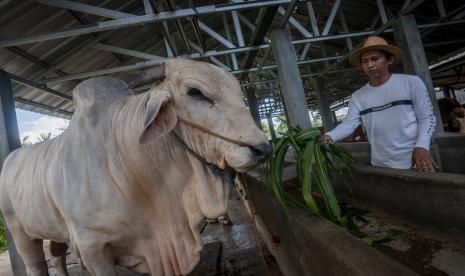 Peternak memberi pakan sapi jenis ongole di Kota Cilegon, Banten, Sabtu (9/7/2022). Sapi kurban seberat 1,1 ton tersebut dibeli Presiden Joko Widodo seharga Rp112 juta untuk disembelih dan dibagikan kepada warga pada Hari Raya Idul Adha 1443 H, Minggu (10/7) di Masjid Al Bantani di Kantor Pusat Pemerintah Provinsi Banten (KP3B).