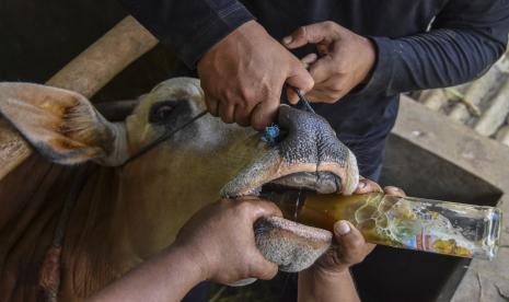 Peternak memberikan minuman jamu tradisional kepada sapi peliharaan di Peternakan Berkah Super Pedet (BSP) Farm, Desa Ciharalang, Kabupaten Ciamis, Jawa Barat, Selasa (17/5/2022). Pemberian jamu tradisional berupa telur, gula merah aren, air kelapa muda, dan daun hantap sebagai antibiotik alami yang diberikan kepada hewan ternak setiap dua minggu sekali untuk memperkuat daya tahan tubuh sapi agar tidak terjangkit wabah Penyakit Kuku dan Mulut (PMK).