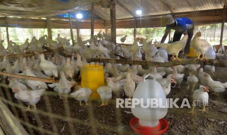 Peternak memberikan pakan kepada ayam di peternakan, ilustrasi. Kepala Karantina Pertanian Surabaya Cicik Sri Sukarsih menyatakan, pihaknya telah memastikan kesehatan dan keamanan komoditas sub sektor peternakan berupa 120 ton pakan ayam asal Jawa Timur yang bakal diberangkatkan ke Republik Demokratis Timor Leste (RDTL).