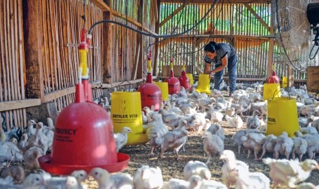 Peternak memberikan pakan pada ayam boiler di Kampung Cipedes, Desa Cipanjalu, Kabupaten Bandung, Jawa Barat, Senin (27/5/2019).