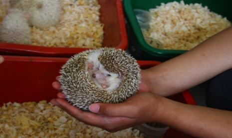 Peternak membersihkan tubuh landak mini (Erinaceinae) hasil budidaya di peternakan Vero Hedgehog, Malang, Jawa Timur, Sabtu (2/10/2021). Peternak setempat mengaku kewalahan memenuhi permintaan anakan landak mini yang meningkat 50 persen dalam beberapa bulan terakhir yang dijual dengan harga Rp180 ribu hingga Rp500 ribu