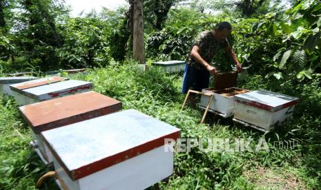 Peternak memeriksa lebah yang dipelihara dalam kotak di Gantasan, Licin, Banyuwangi, Jawa Timur, Ahad (26/12/2021). Banyaknya jenis bunga seperti bunga kopi, randu dan rumput di lereng Gunung Ijen itu dimanfaatkan oleh peternak lebah melifera untuk menghasilkan madu.