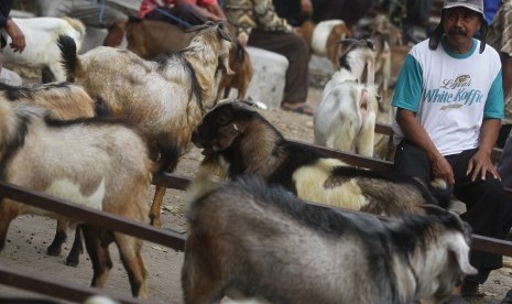 Peternak menawarkan kambing miliknya kepada pedagang hewan kurban yang mulai berdatangan di Pasar Hewan, Ngawi, Jawa Timur, Rabu (9/8).