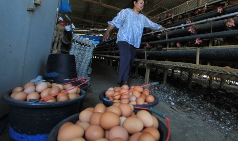 Peternak mengambil telur ayam di desa Balongan, Indramayu, Jawa Barat, Kamis (1/11/2018).