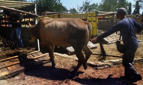 Peternak menggiring sapi jualannya menuju truk di pasar hewan, Ngawi, Jawa Timur, Rabu (10/7/2019).