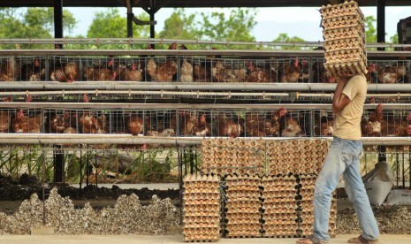 Peternak mengumpukan telur ayam broiler di salah satu usaha ayam bertelur Desa Blang Bintang, Kabaupaten Aceh Besar, provinsi Aceh, Senin (23/7).