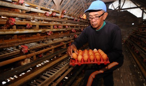 Peternak mengumpulkan telur ayam di Denggungan, Banyudono, Boyolali, Jawa Tengah, Rabu (26/12/2018).